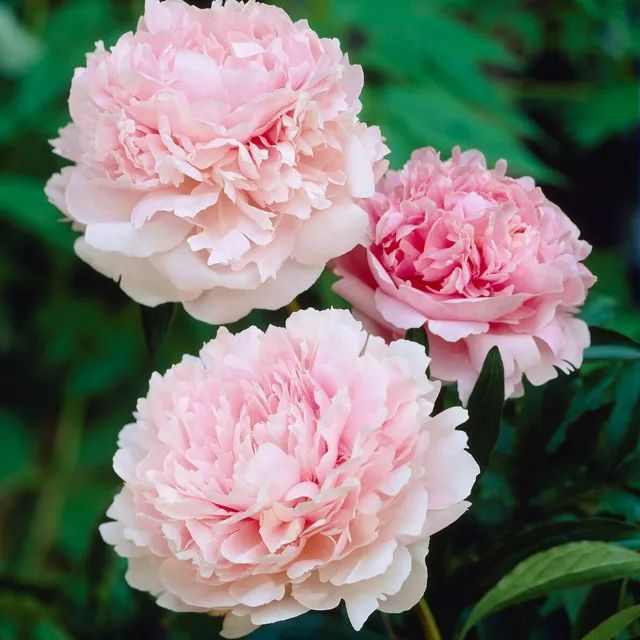 Bakker Pivoine Albert Crousse vivace racine nue rose double