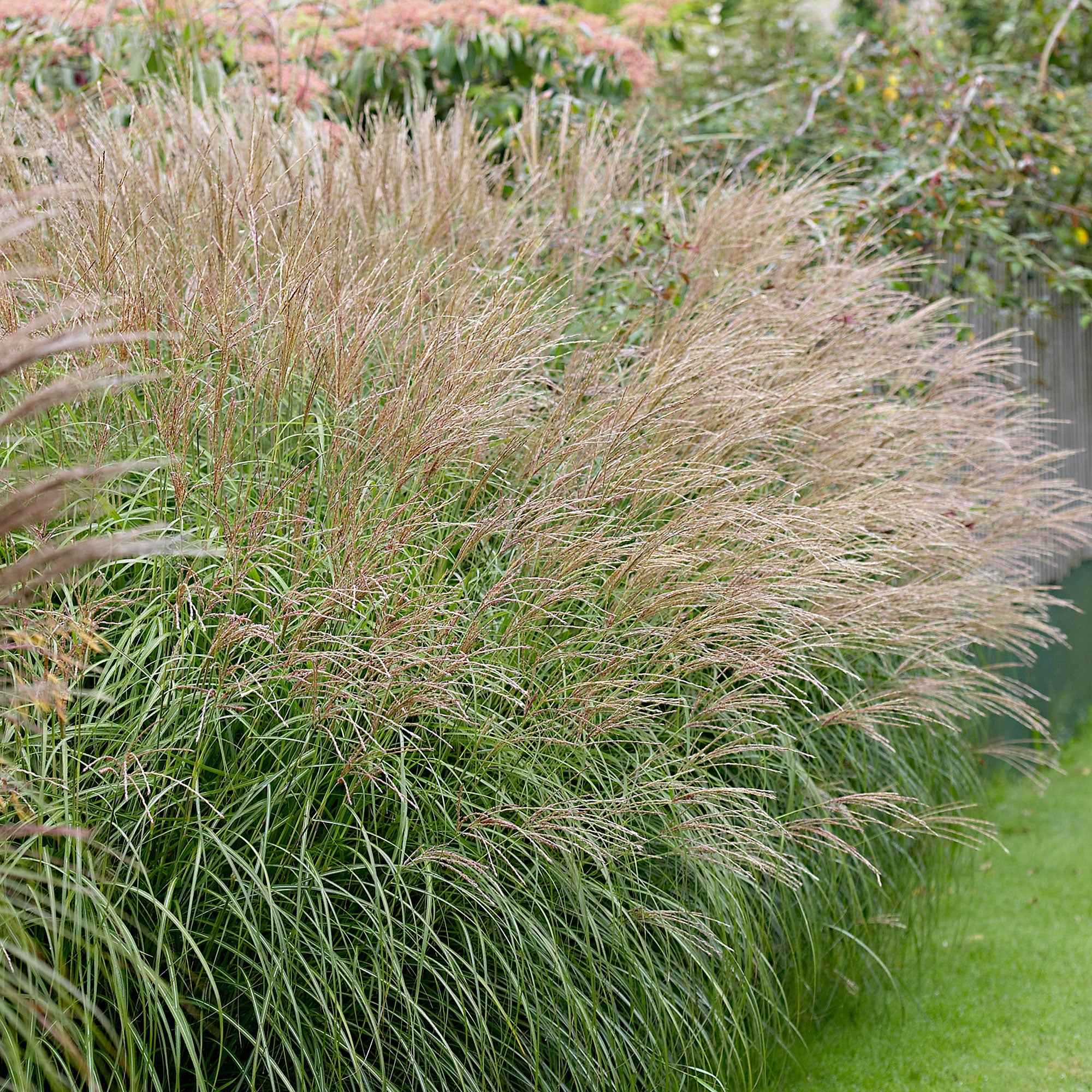 Bakker Miscanthus Yaku-Jima graminée pot Ø 9cm compact