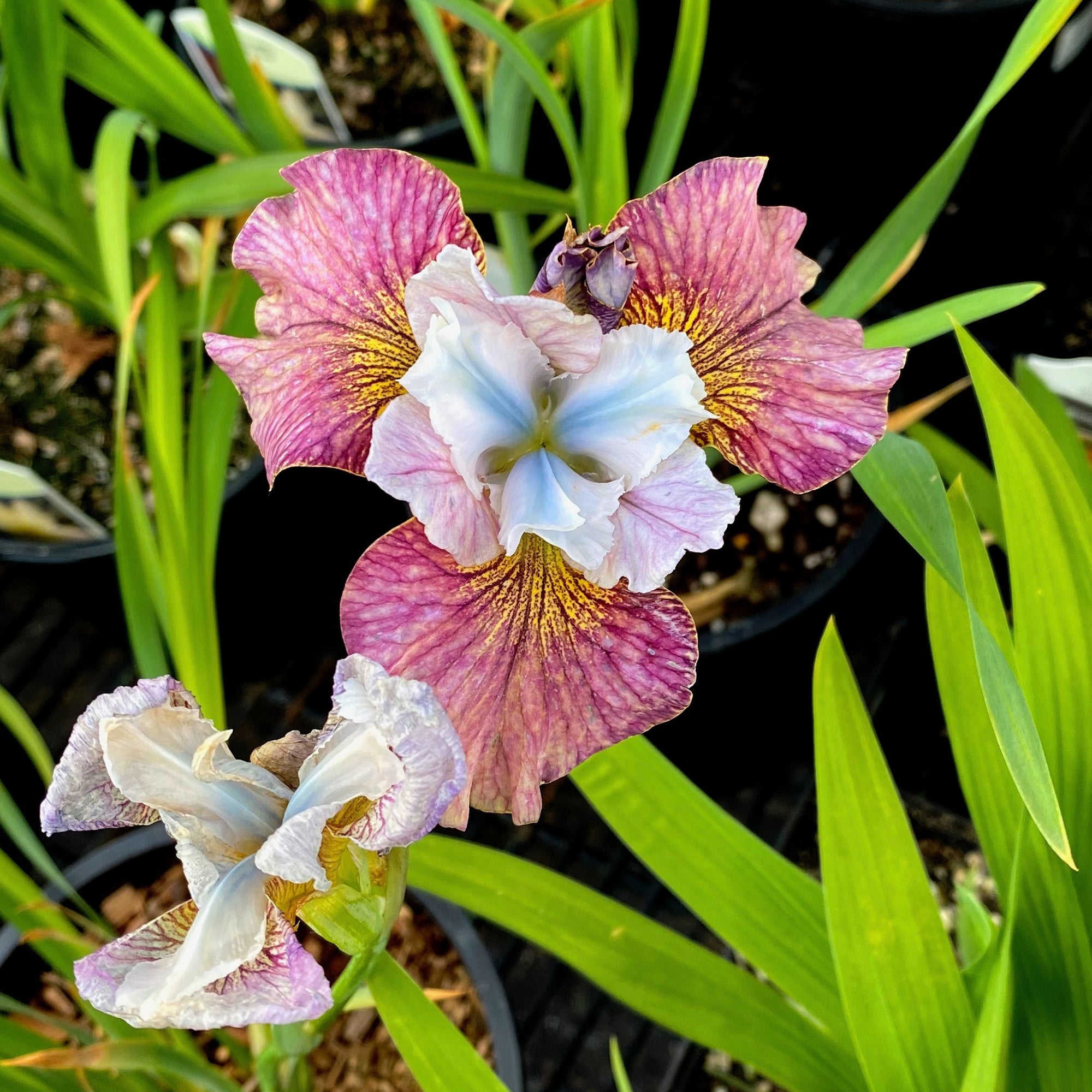 Bakker Iris Sibérie Femmes peintes vivace 2 racines
