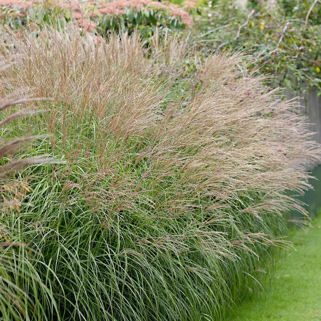Bakker Miscanthus Yaku-Jima graminée pot Ø 9cm compact