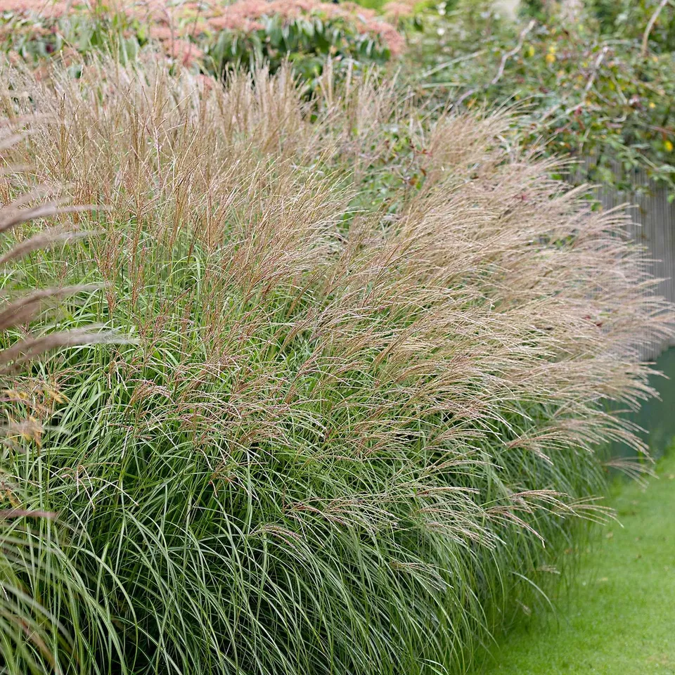 Bakker Miscanthus Yaku-Jima graminée pot Ø 9cm compact