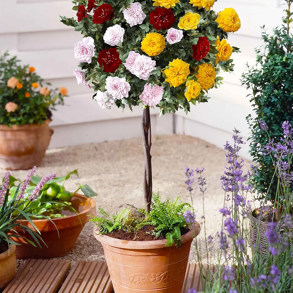 Bakker Tricolor Parfum Bomb rosier-tige motte tige 60-70cm parfumé