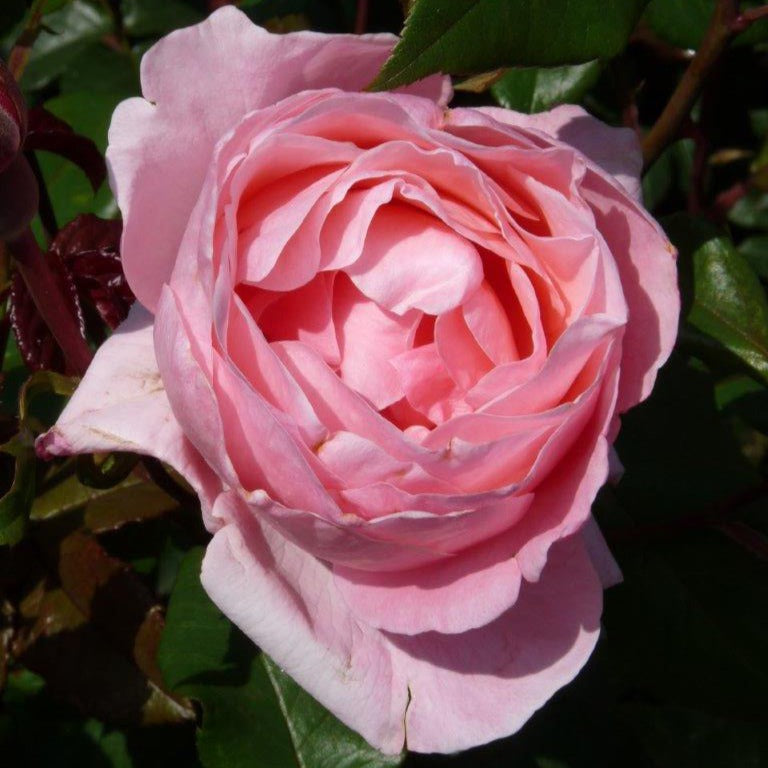 Bakker Rosier Queen Elisabeth rosier rose 4 racines nues