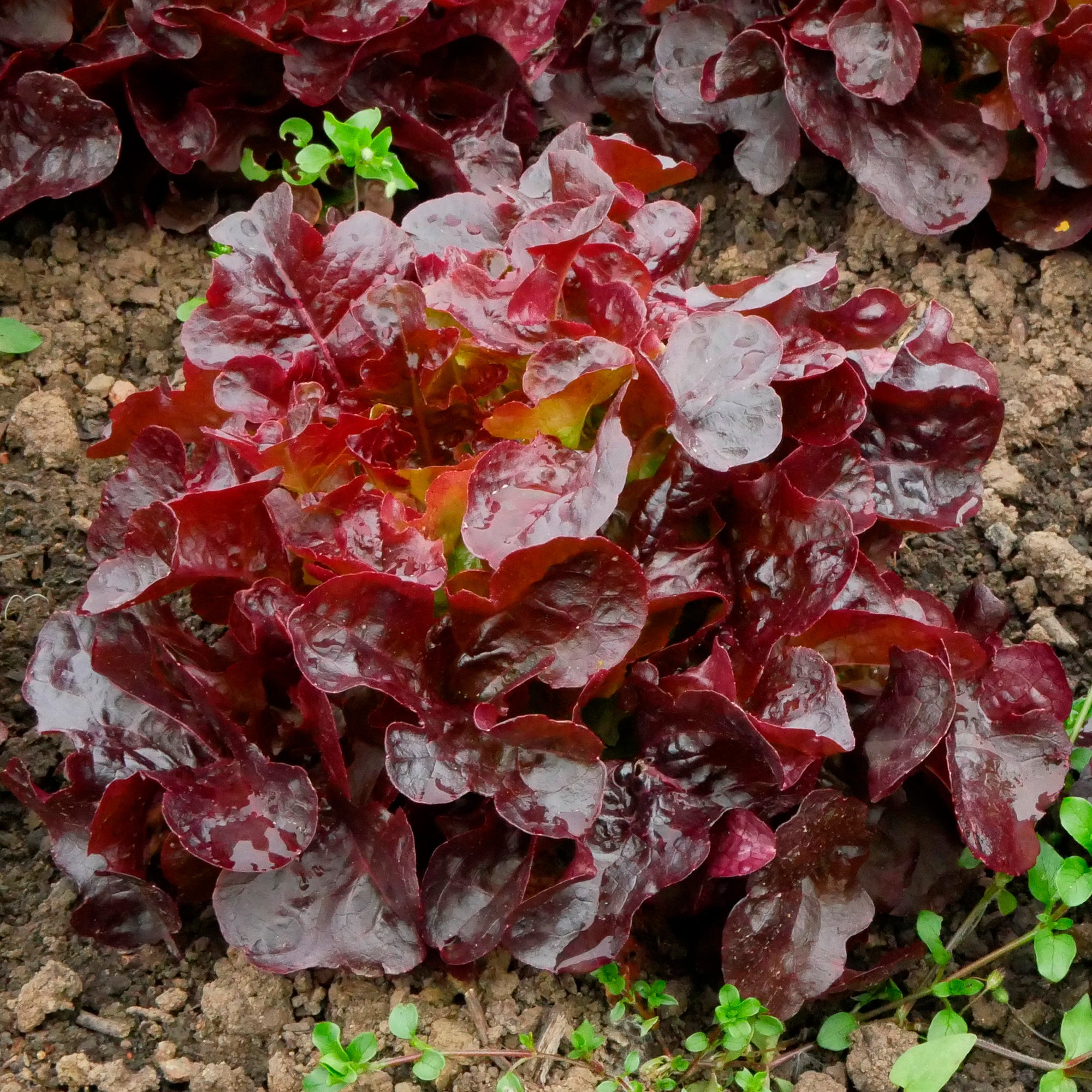 Bakker Laitue Batavia Rouge Bocado salade 6 mini mottes