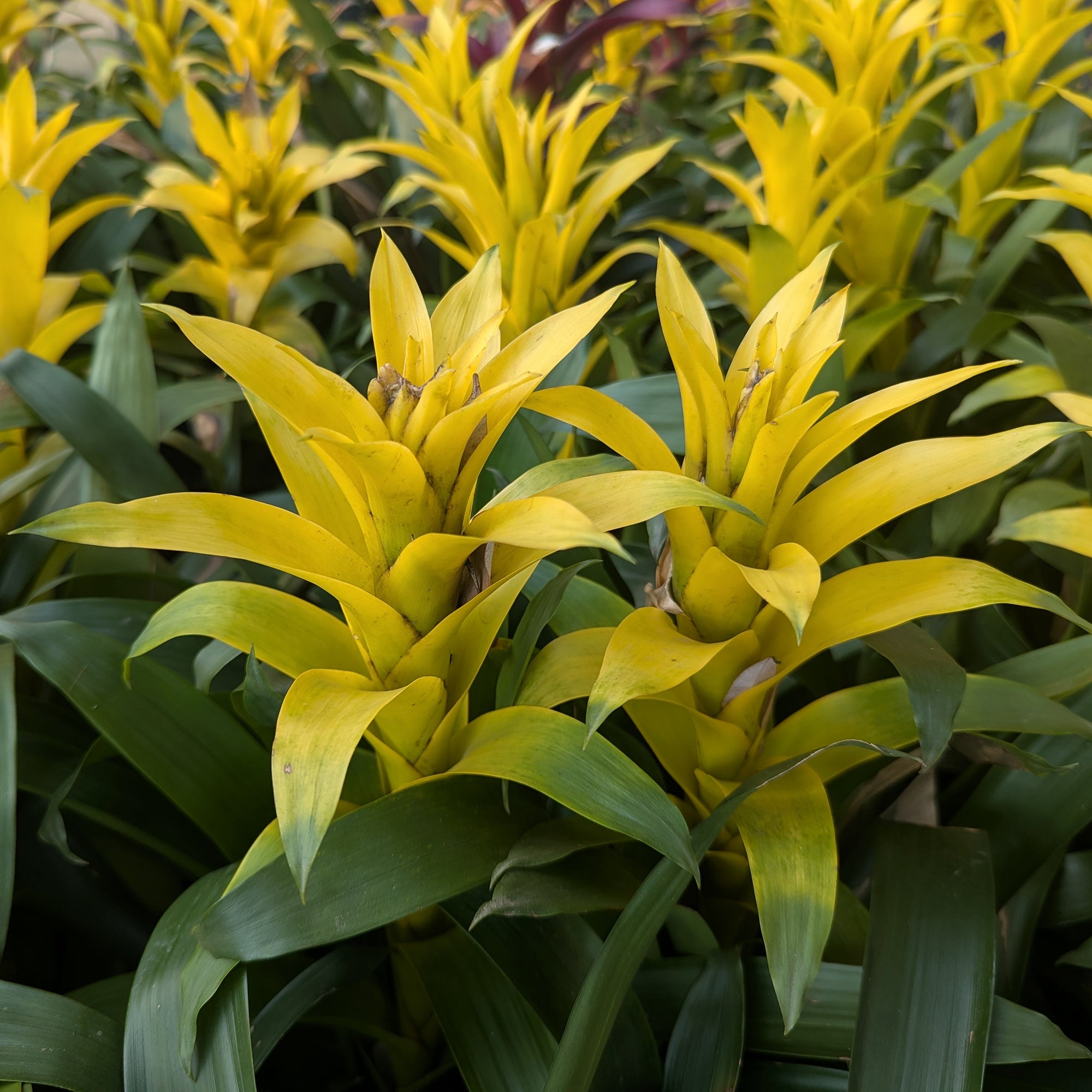 Bakker Bromelia jaune plante d'intérieur pot 9cm