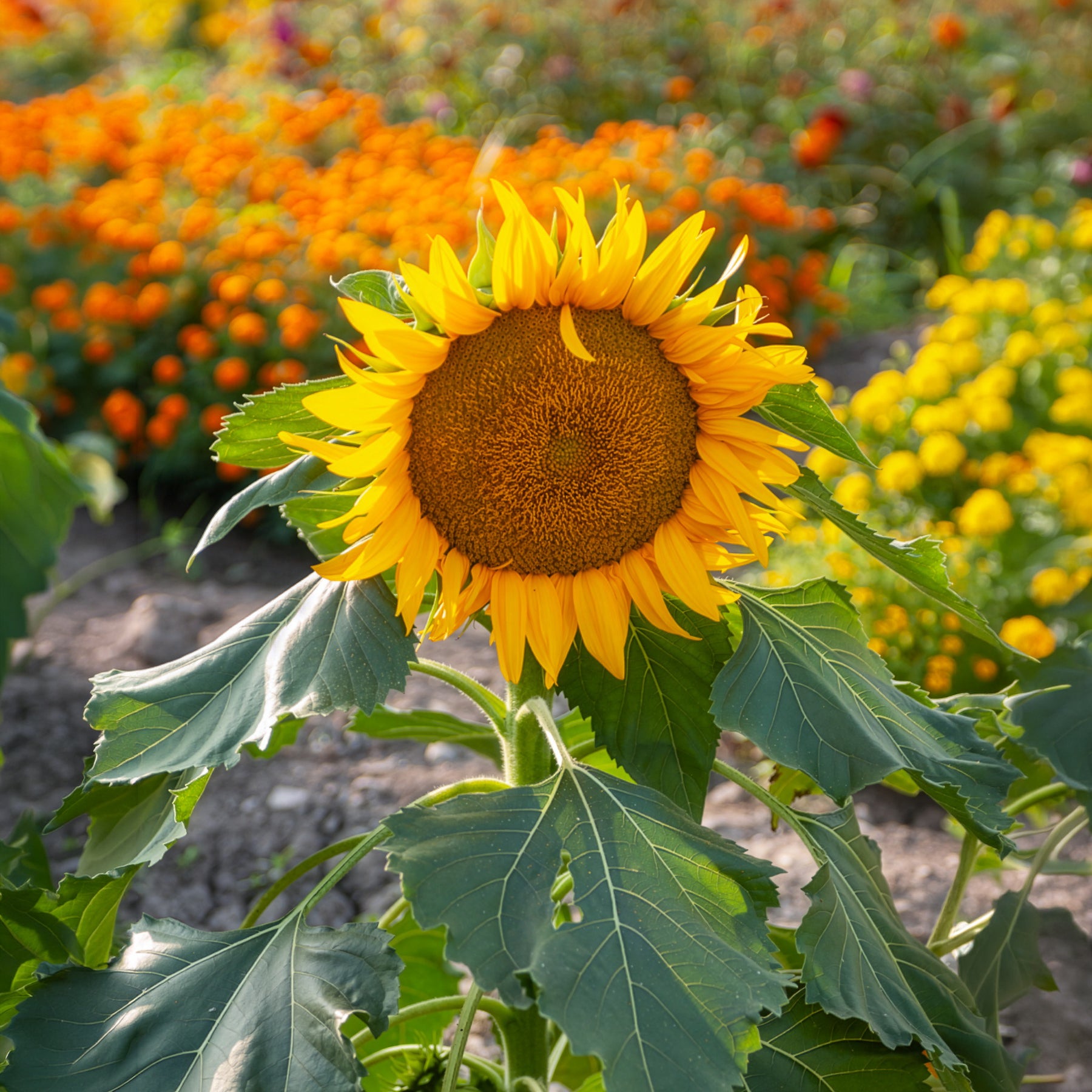 Bakker Tournesol nain Sunspot graines sachet 1,4g 25 graines