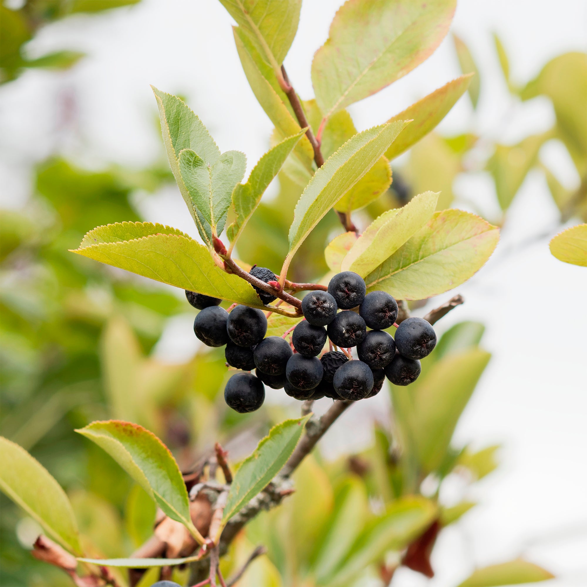 Bakker Aronia Viking arbuste pot 2L baies noires 30-40cm