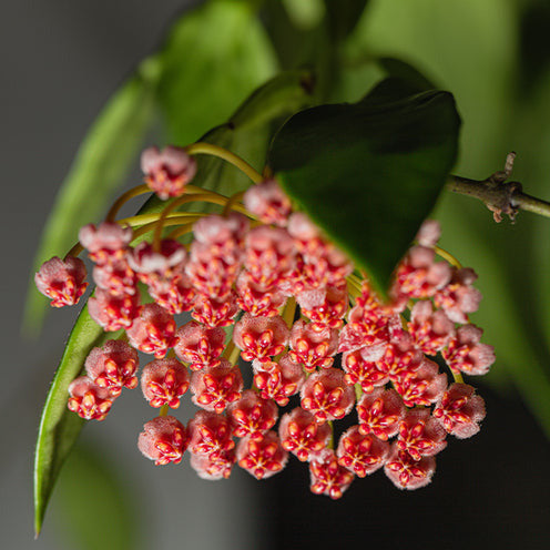 Bakker Gracilis hoya fleur de porcelaine pot Ø12cm