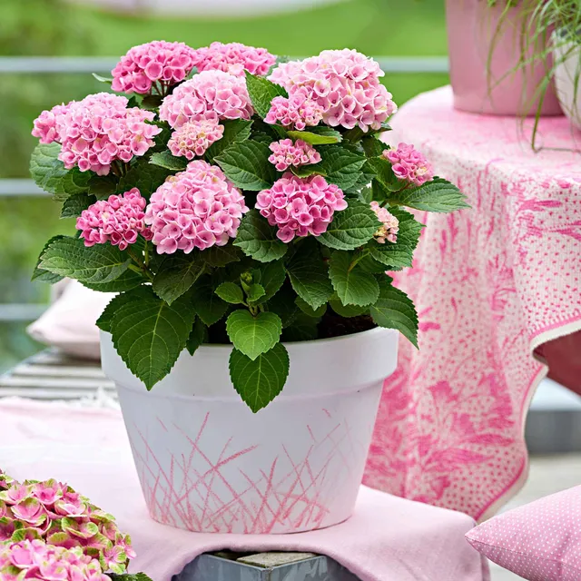 Bakker Hortensia Revolution Pink pot 14cm rose 20-25cm