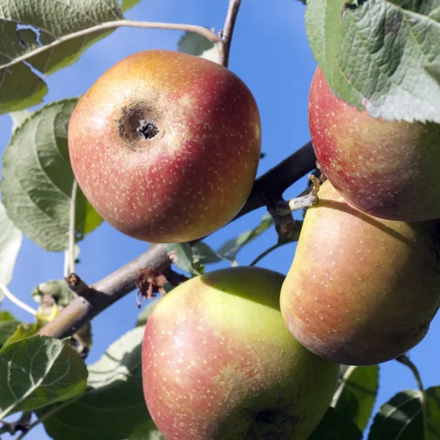 Bakker Rode Boskoop pommier arbre fruitier pot 1,5L 50-60cm