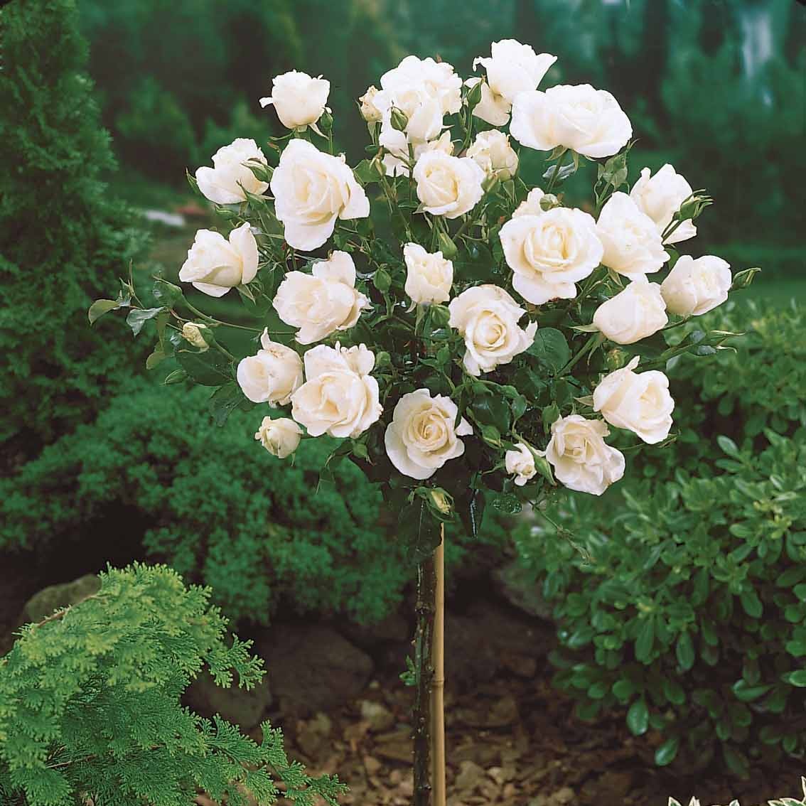 Bakker Rosiers Ramona Korbin Osiria tige lot 3 racines nues