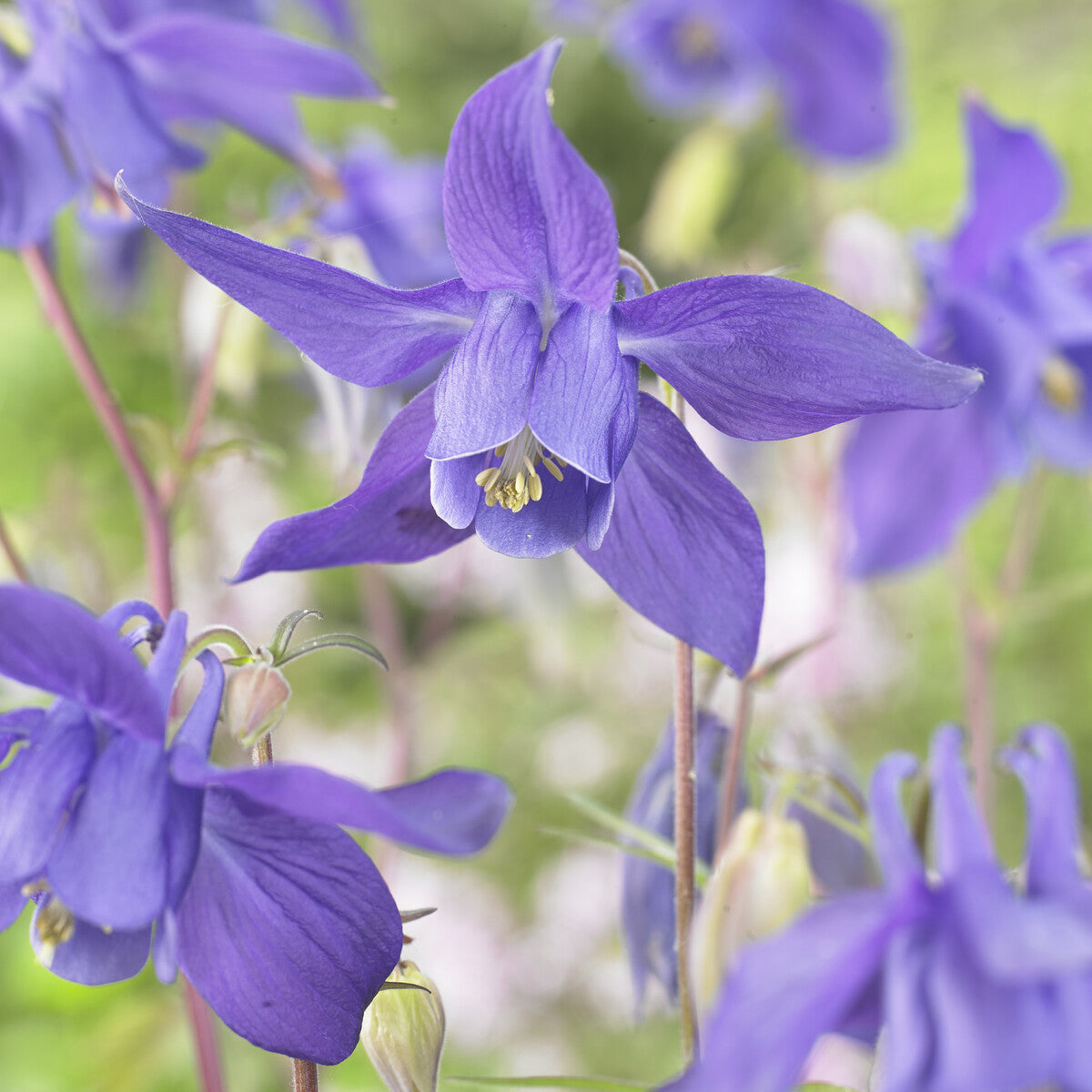 Bakker Ancolie des Alpes plante vivace pot Ø9cm violet