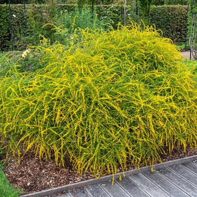 Bakker Solidago Fireworks verge d’or vivace pot Ø 9cm jaune