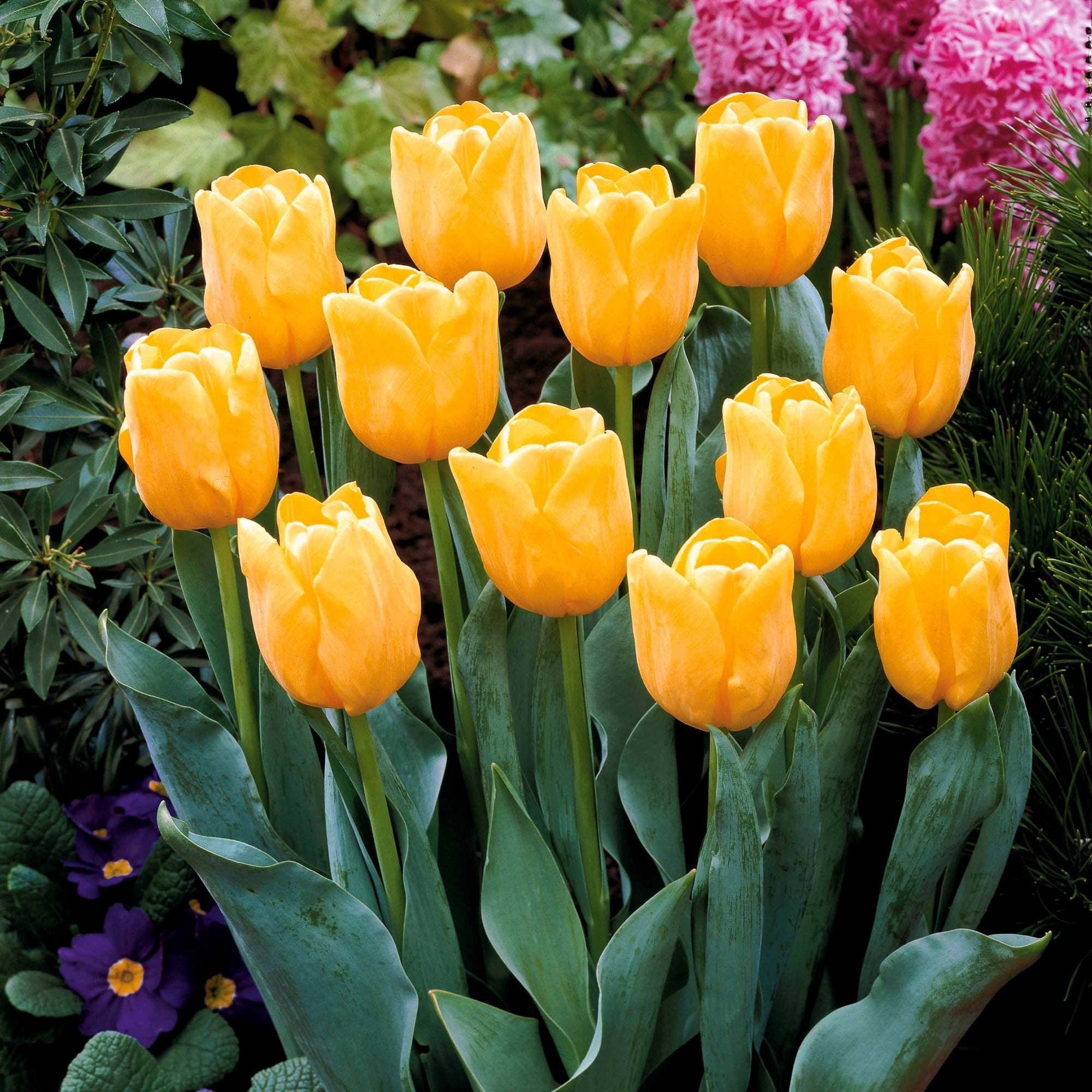 Bakker Collection 20 Tulipes longues tiges bulbe mélange