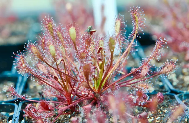 Carniflore Drosera intermedia rossolis tempéré pot 9 cm extérieur