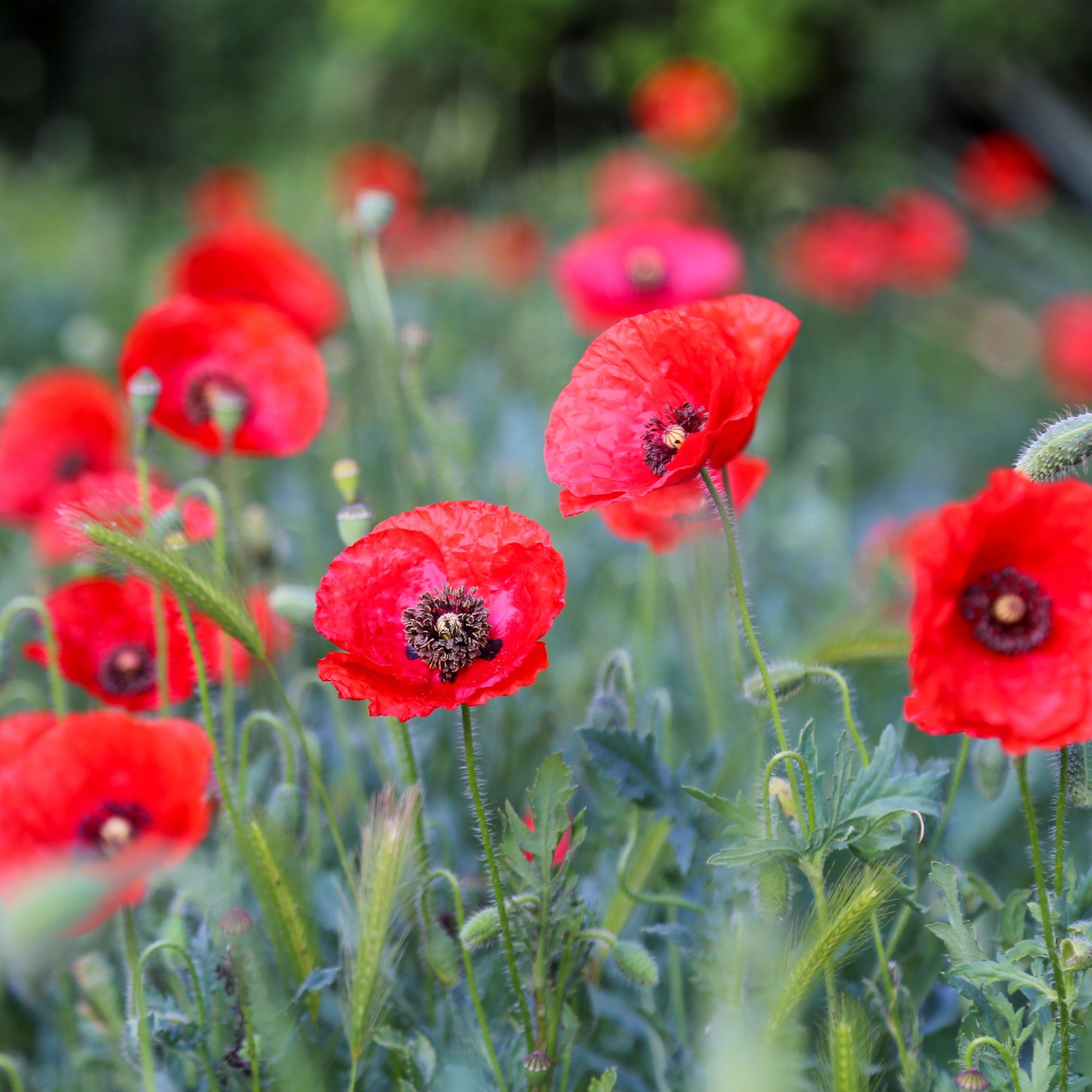 Bakker Red Corn Poppy pavot coquelicot sachet bio rouge