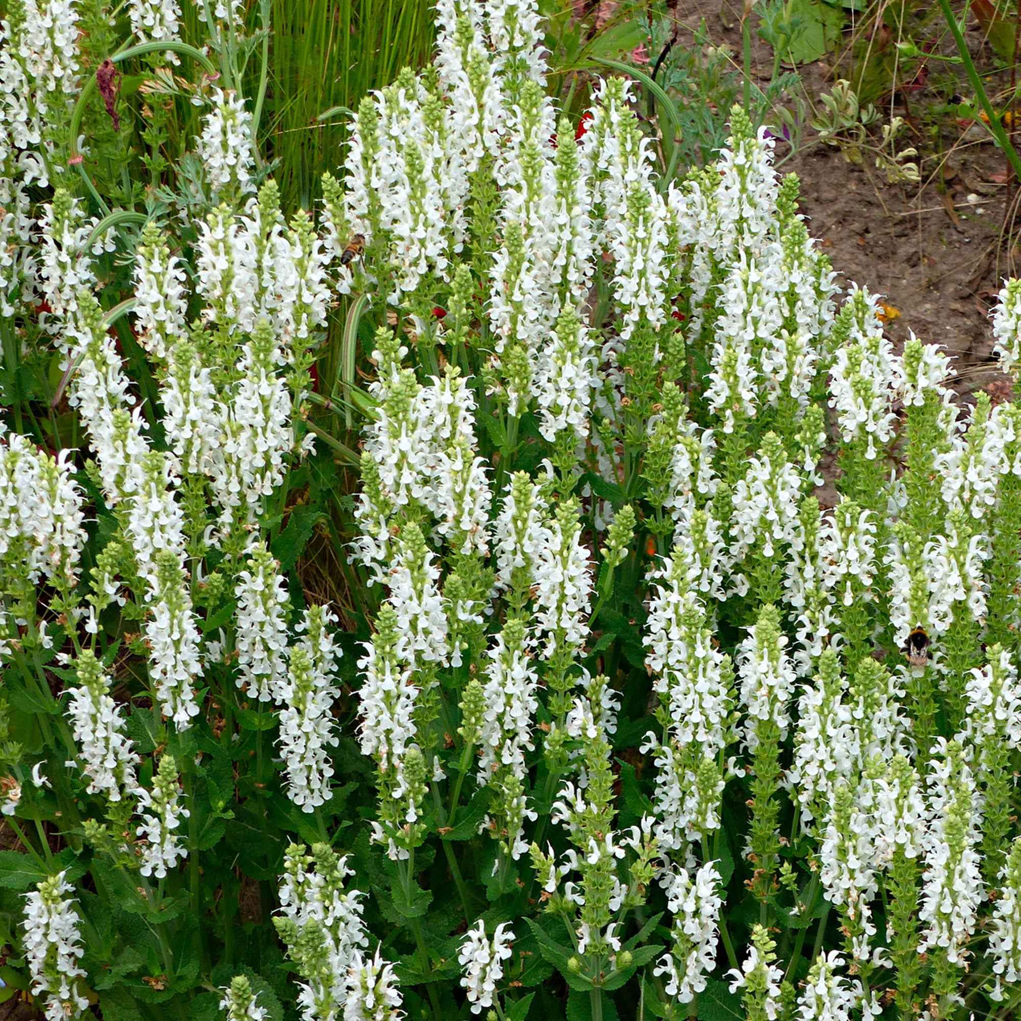 Bakker Salvia Schneehügel sauge des bois pot 9cm blanche