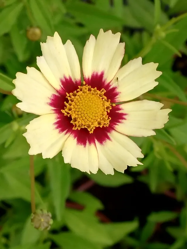 Passion Vivaces Coreopsis Red Shift plante vivace pot 1L jaune rouge
