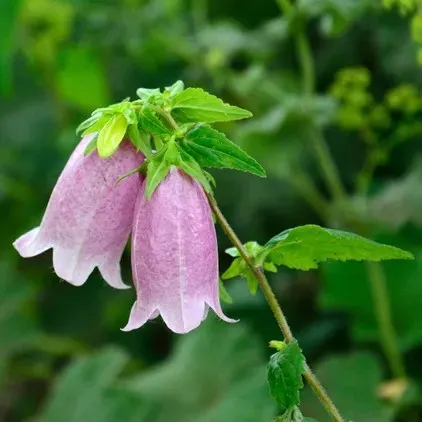 Passion Vivaces Campanula takesimana Elisabeth campanule godet