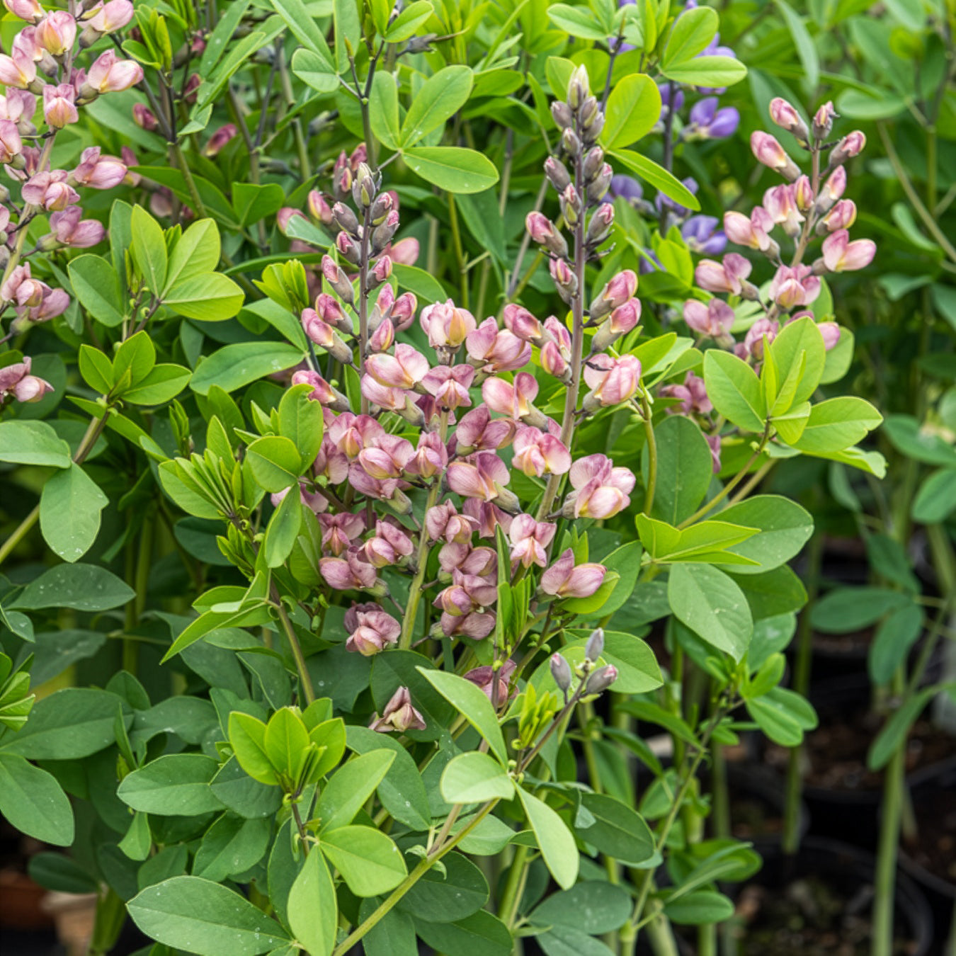 Bakker Baptisia Pink Truffles pot Ø9cm rose