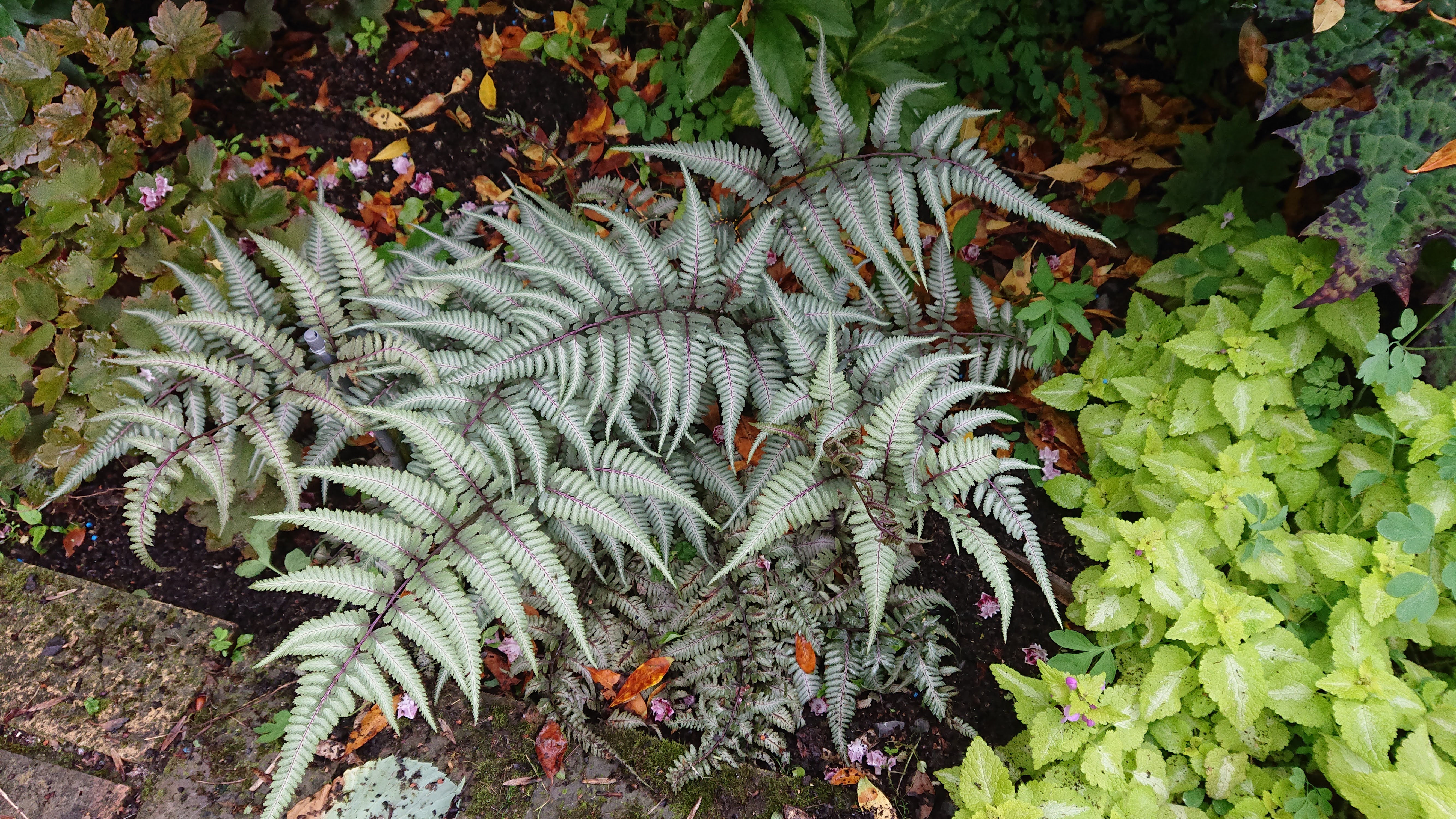 Passion Vivaces FOUGERE Athyrium Metallicum argenté pot 1L