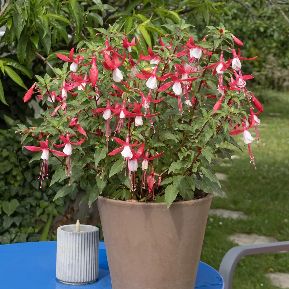 Bakker Fuchsia Mme Cornelissen plante pot Ø9cm rustique