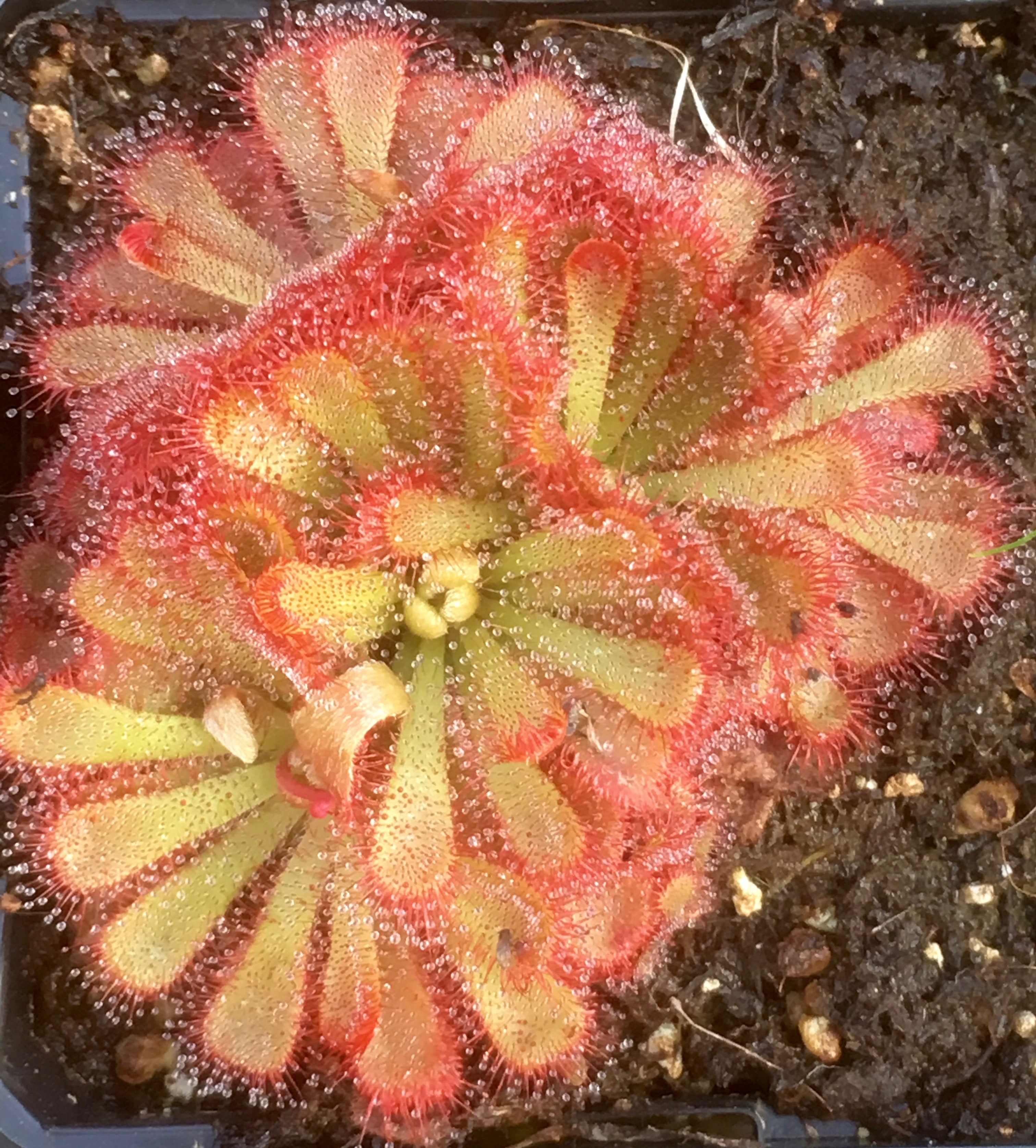 Carniflore Drosera aliciae plante carnivore pot 9 cm
