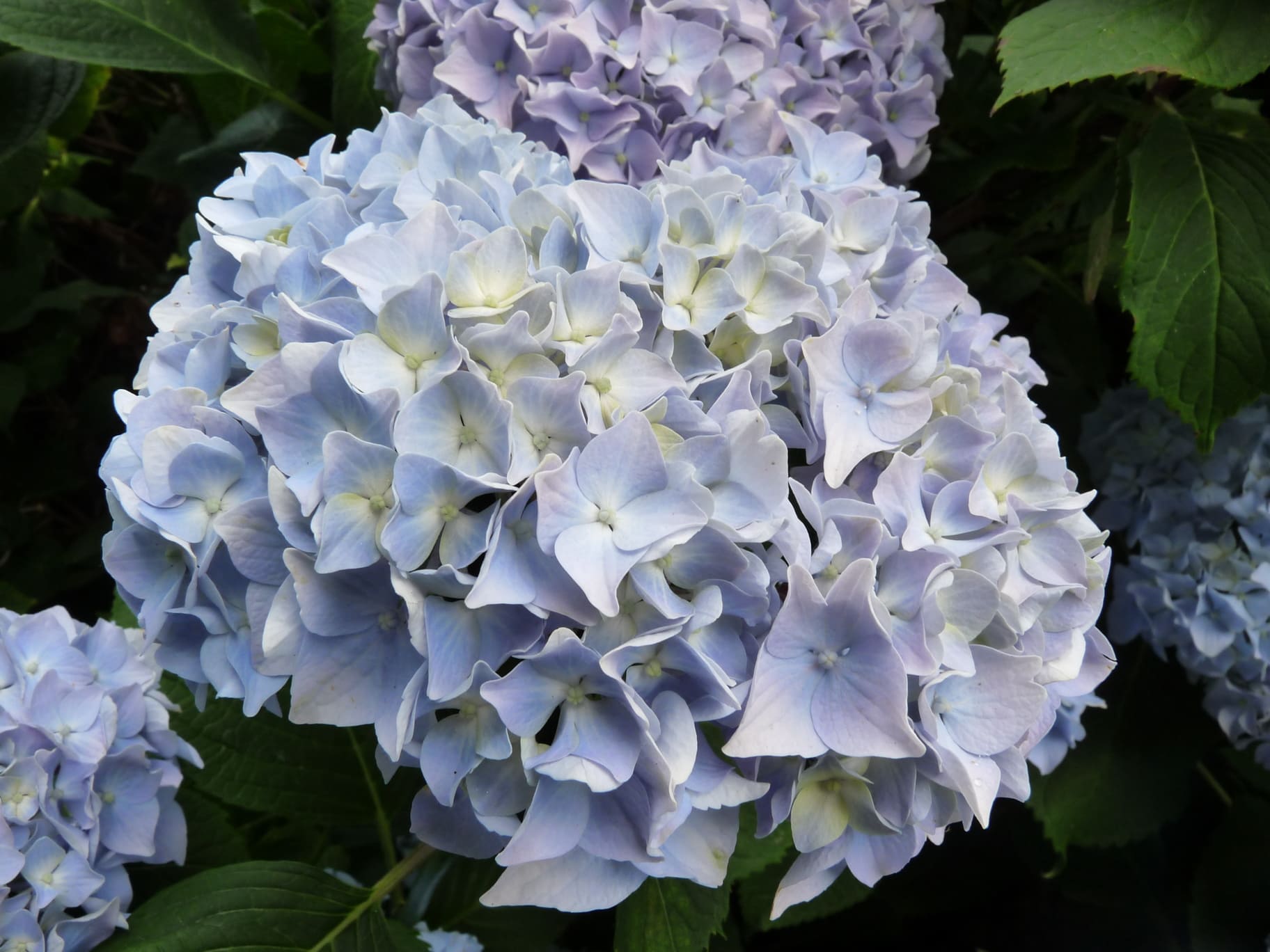 All Summer Beauty hydrangea macrophylla rondes godet