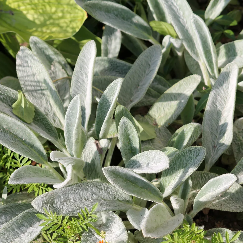 Bakker Plantes vivaces Oreille de Lapin stachys pot 9cm argenté