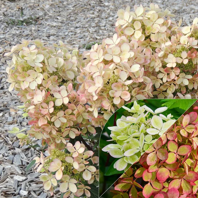 Bakker Hortensia paniculé PASTELGREEN Renxolor arbuste pot 3L