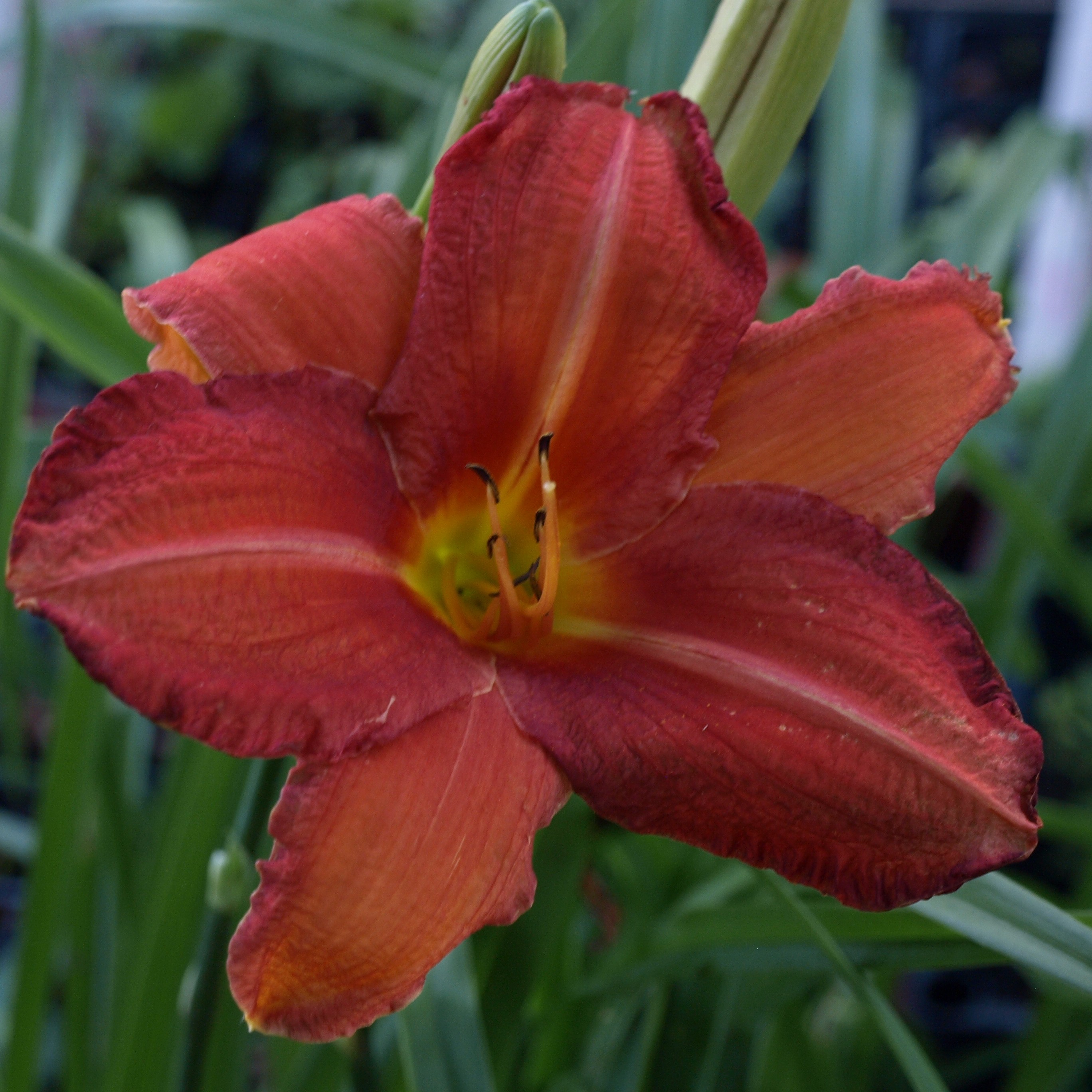 Passion Vivaces Hemerocallis Chicago Rosy plante vivace pot 1 L rouge