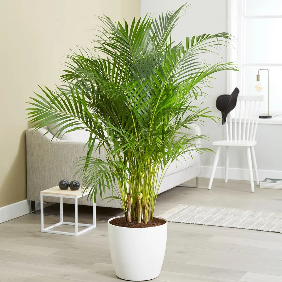 Bakker Areca palmier d'intérieur vert pot Ø12cm 25-35cm