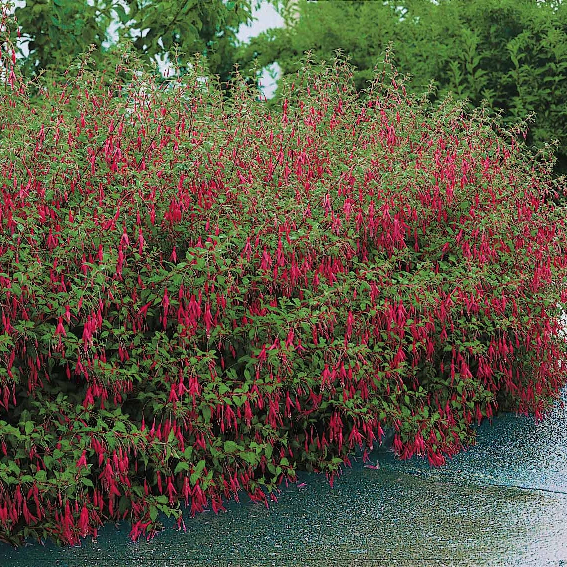 Bakker Fuchsia Riccartonii arbuste 3 pots Ø9cm fuchsia