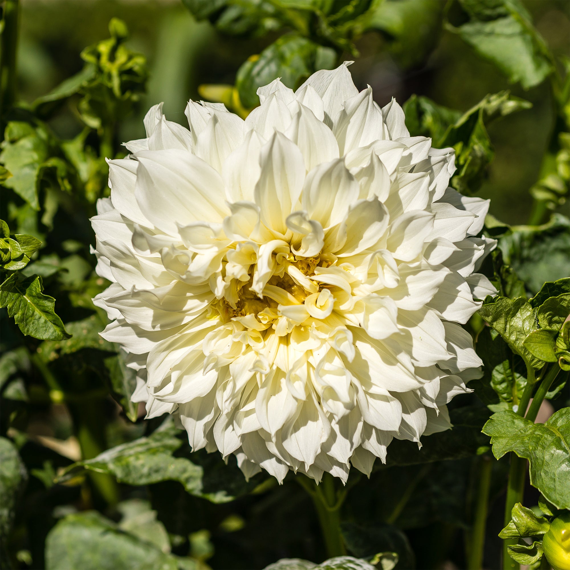 Bakker Dahlia Fleurel bulbe fleur sachet 3 géant blanc
