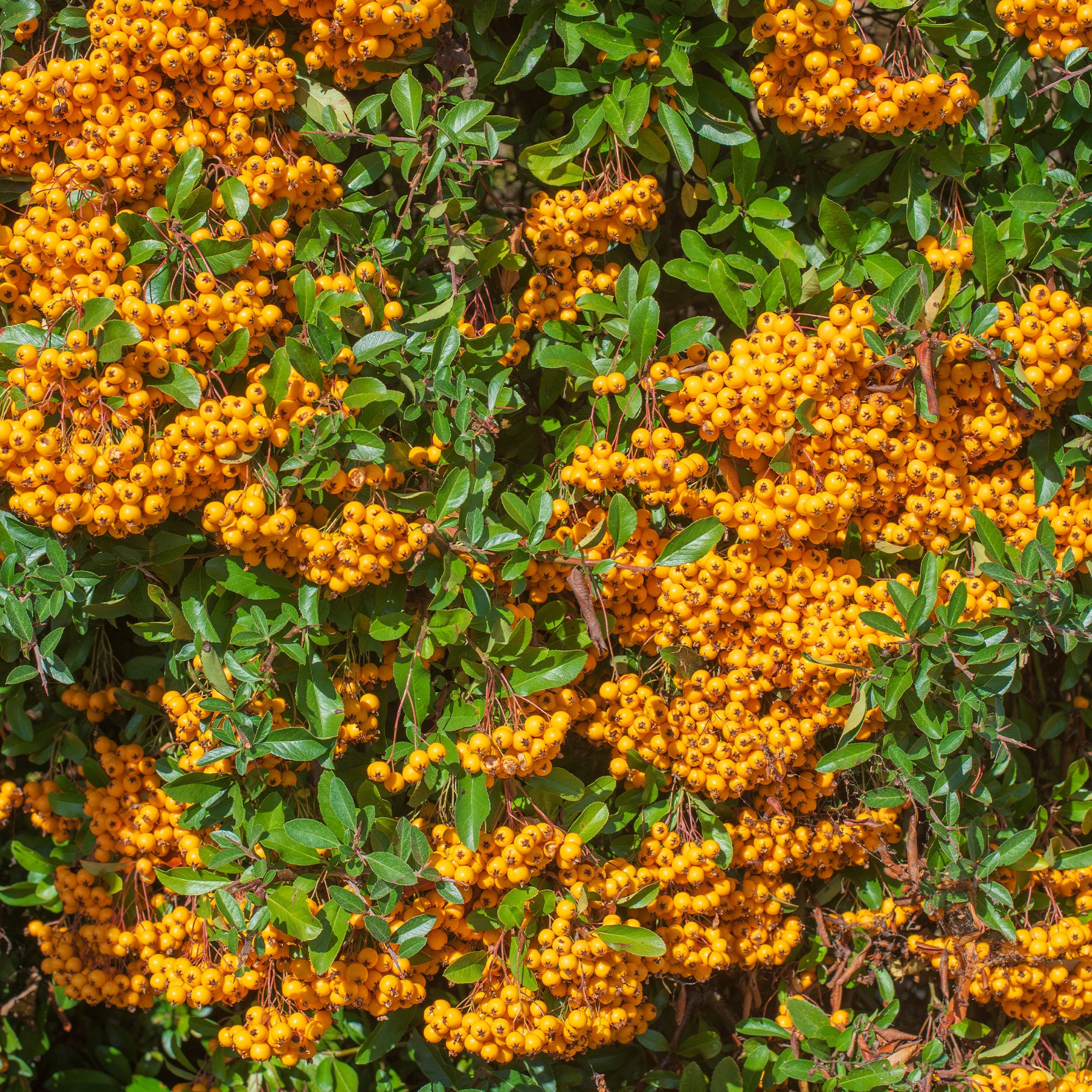 Bakker Pyracantha Saphyr Orange Cadange buisson pot 3L