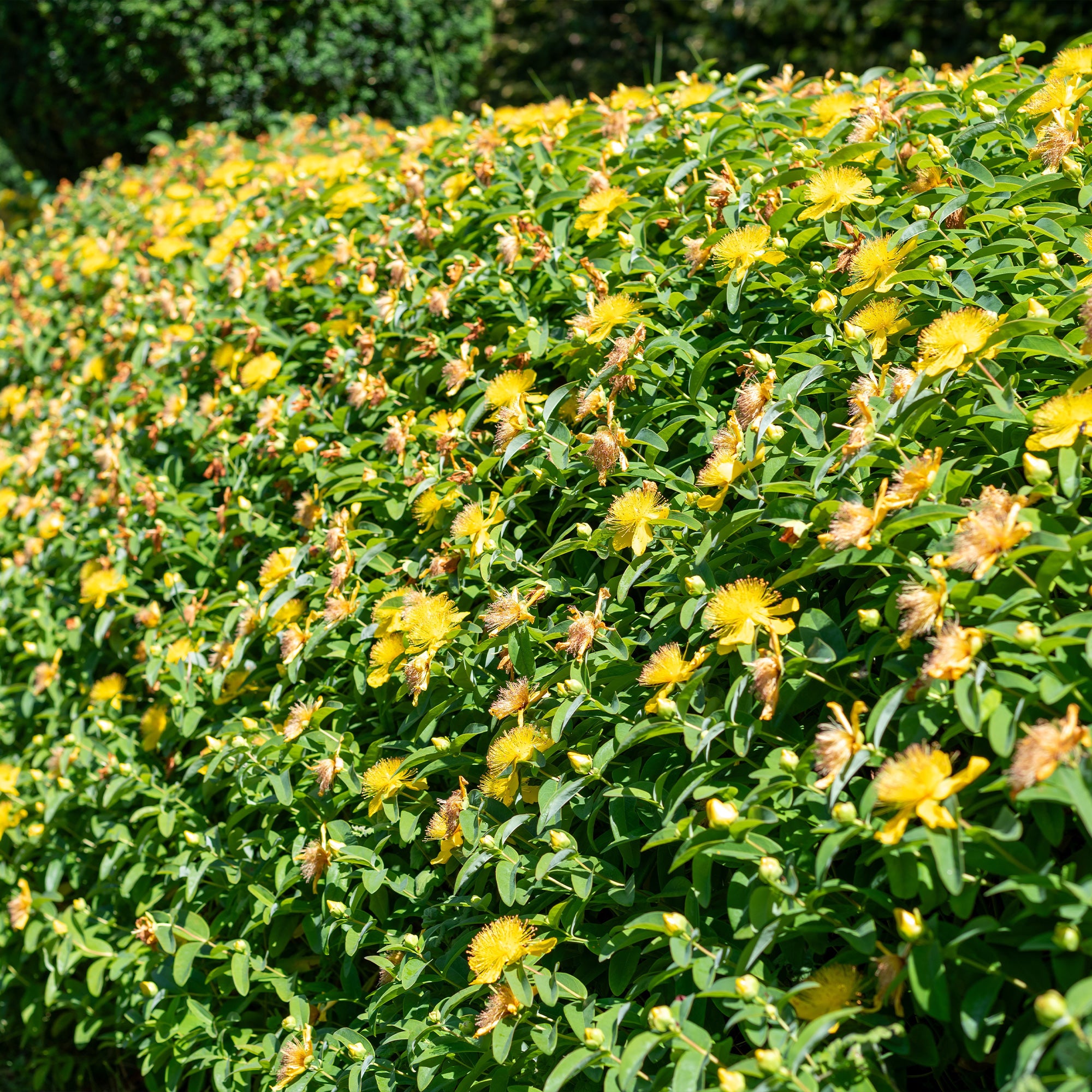 Bakker 5 Millepertuis vivace couvre-sol jaune Ø 9cm