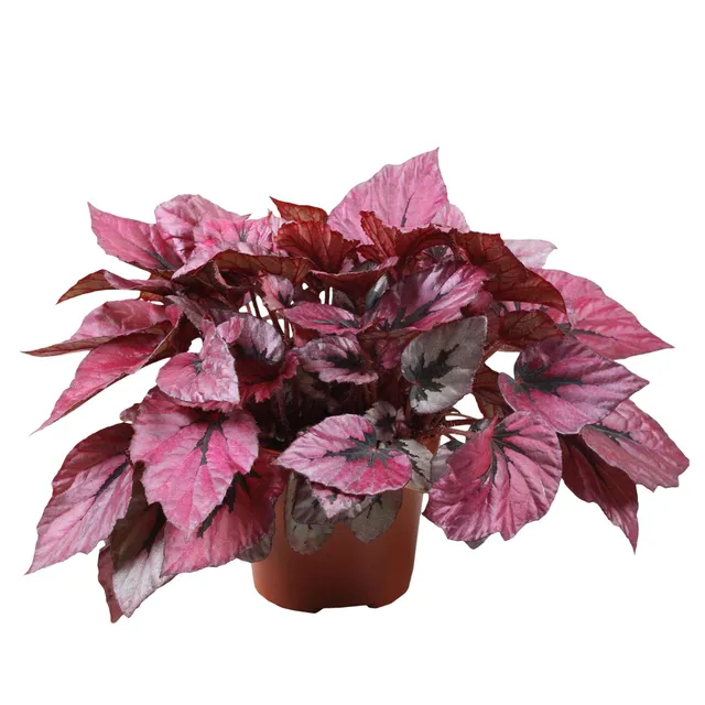 Bakker Plantes d'intérieur Bégonia Indian Summer plante verte pot 12cm