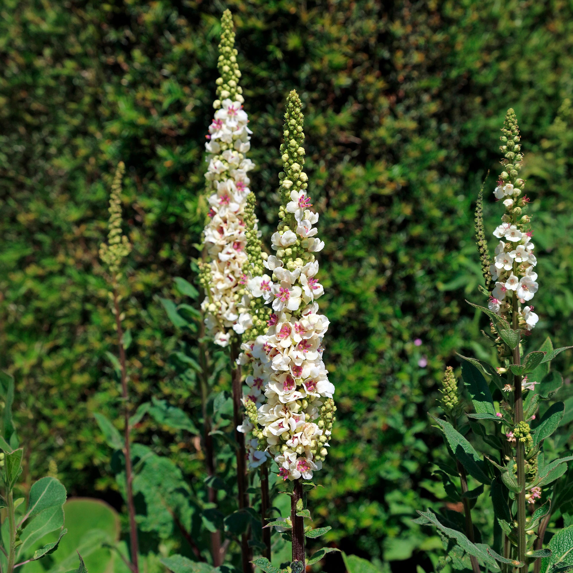Bakker Plantes vivaces Molène noire vivace pot 9cm blanche