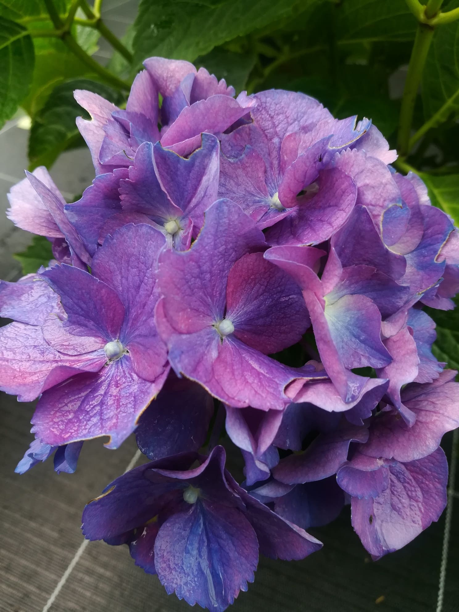 Les Hortensias du Haut Bois Burg Konigstein hortensia fleurs rondes