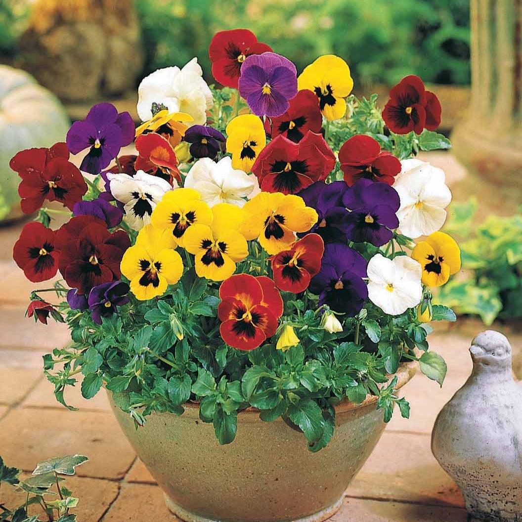 Bakker Pensées géantes Suisse mélange 3 pots 9cm multicolore