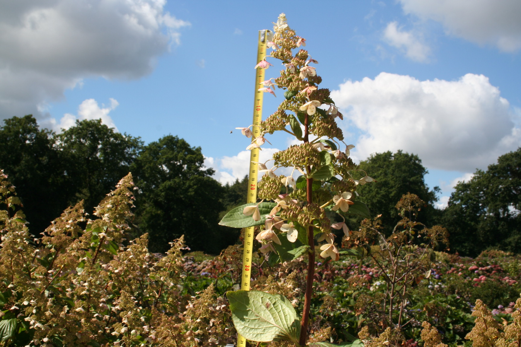 Les Hortensias du Haut Bois Goliath hortensia paniculata
