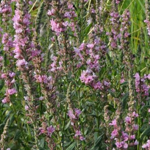 Bakker Plantes de bassin Salicaire Pink Tails plante pot Ø 9 cm
