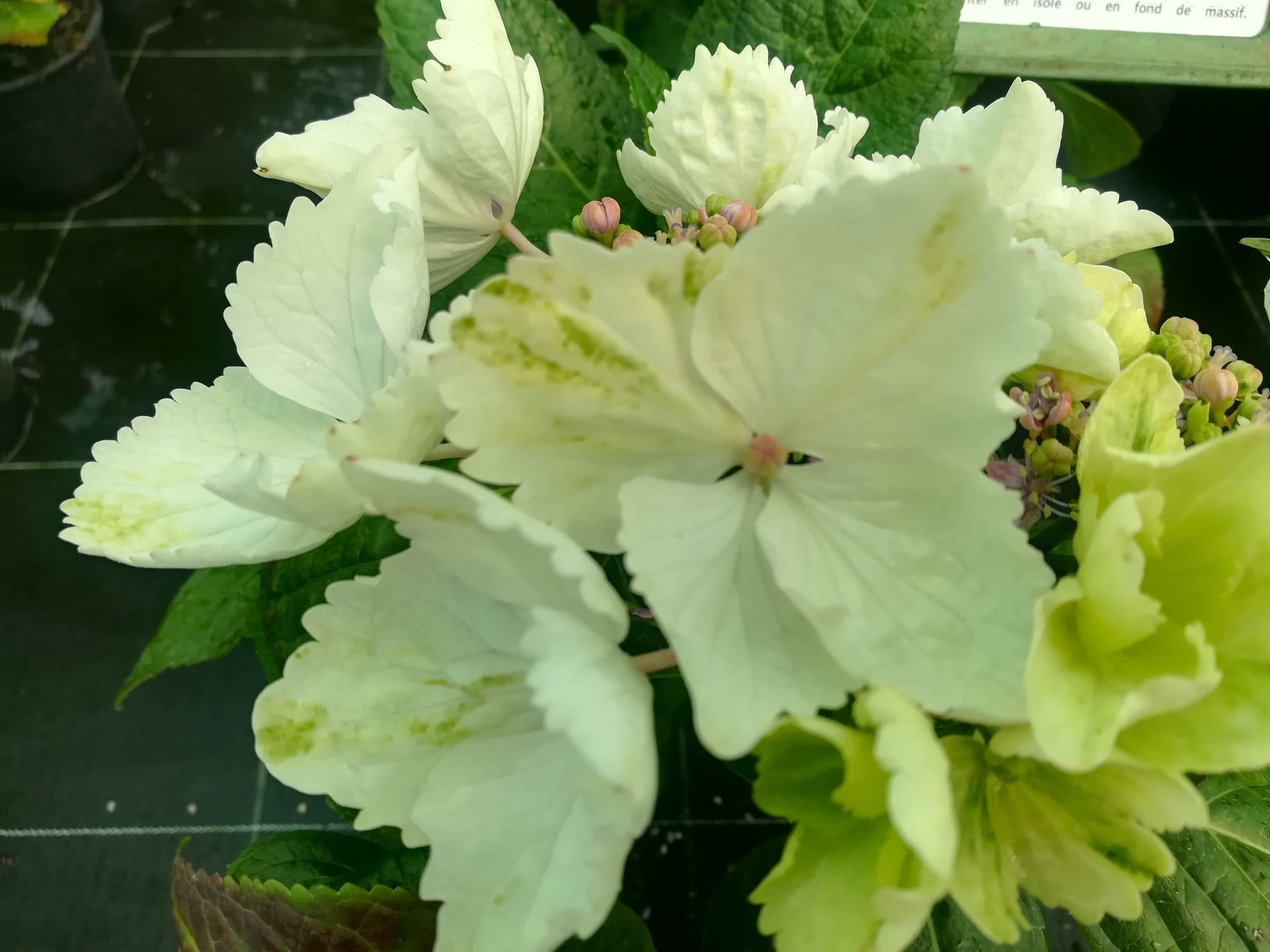 Les Hortensias du Haut Bois James Grant hortensia fleurs plates