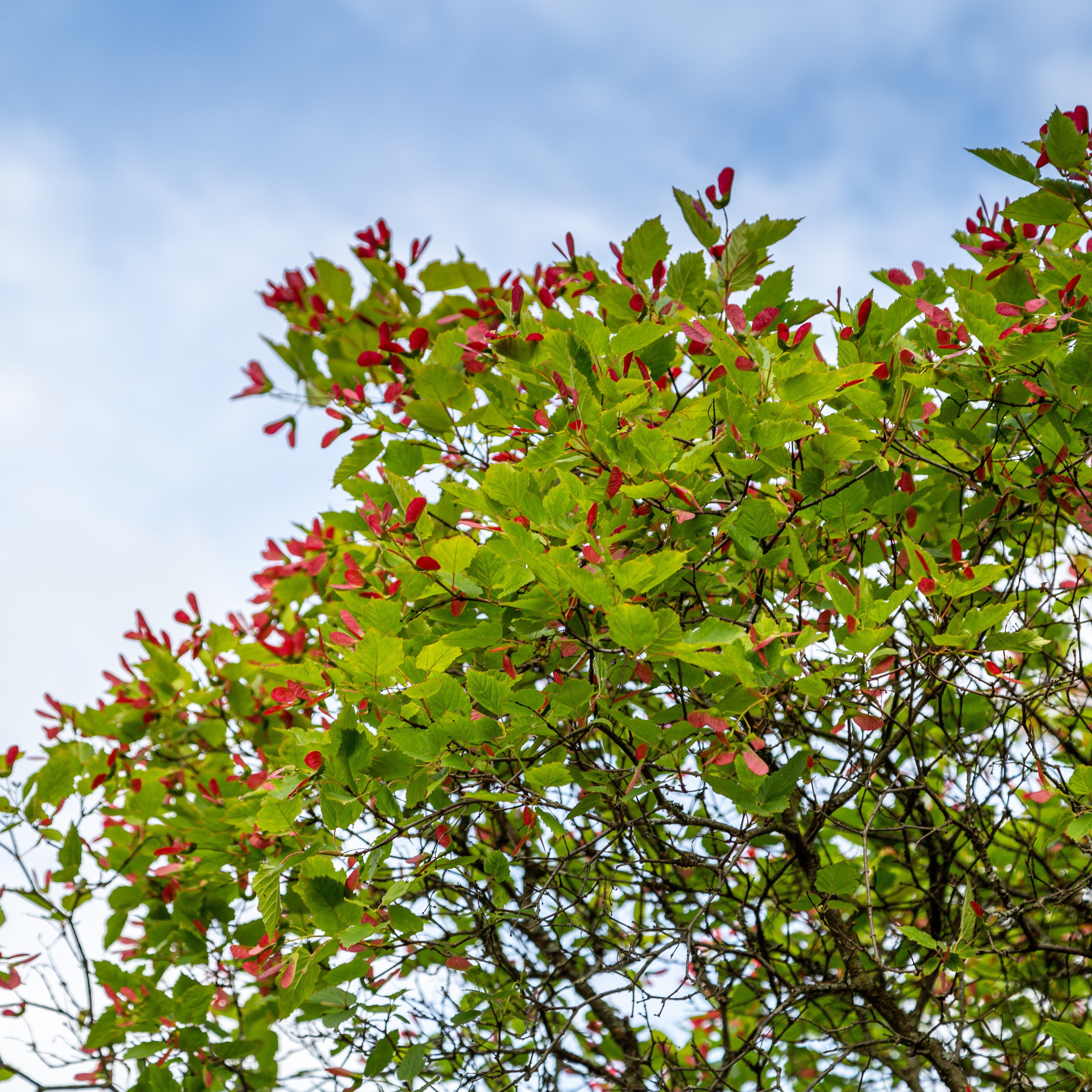Bakker Érable du fleuve Amour pot 2L 80-100cm rouge automne