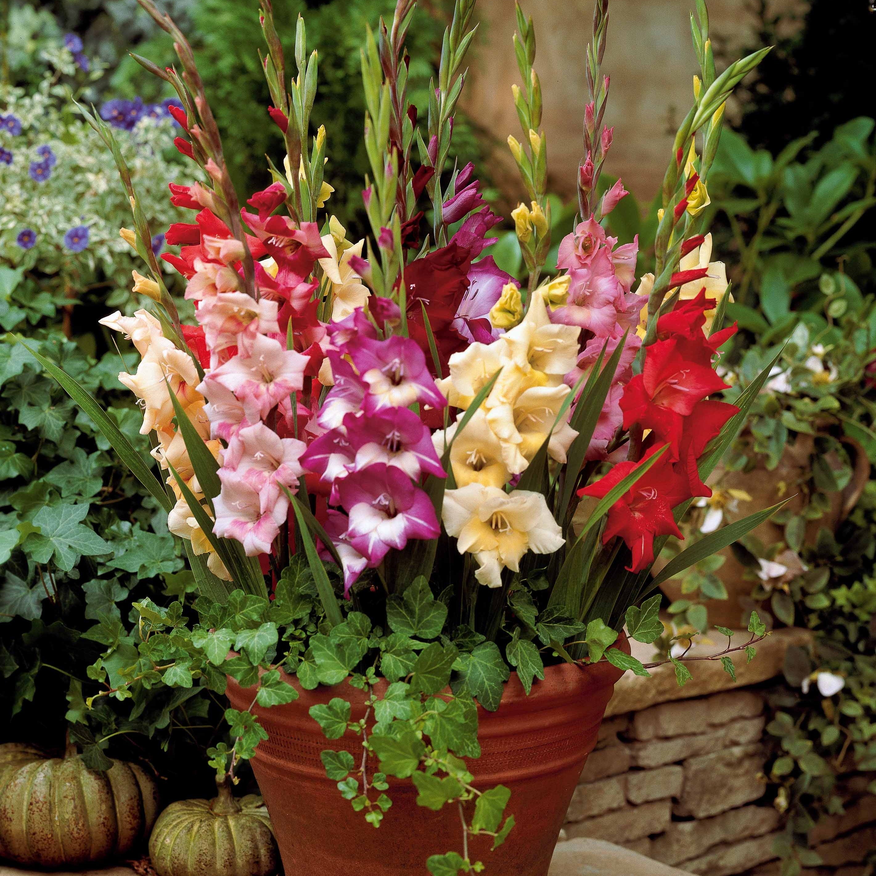 Bakker Glaïeuls nains mélange bulbes 12 pot soleil