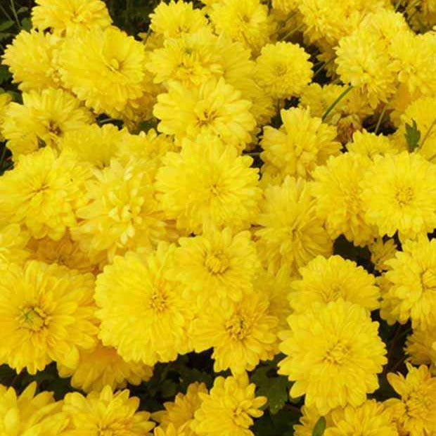 Bakker Chrysanthemum Citronella jaune vivace pot 9cm