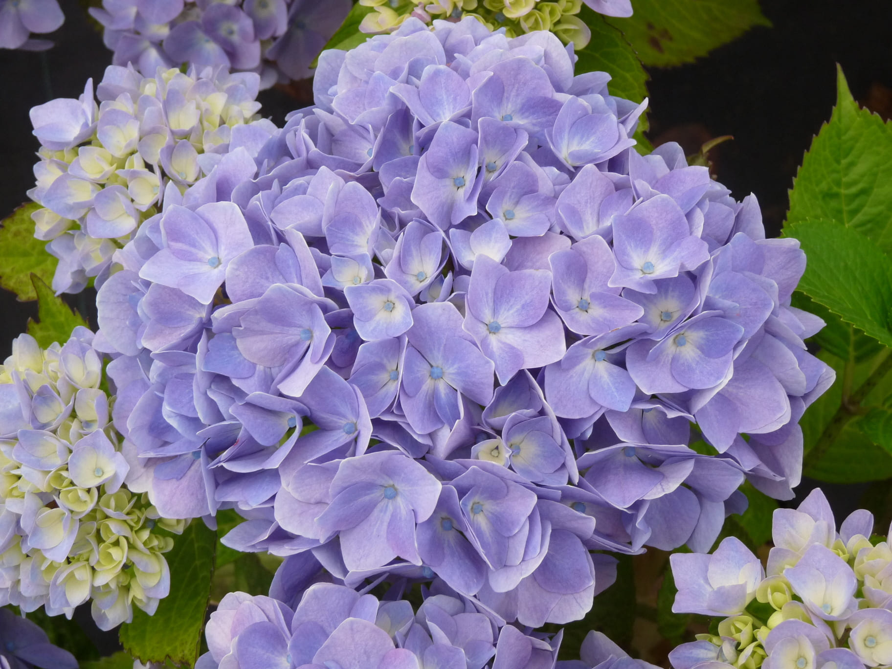 Les Hortensias du Haut Bois Violetta hortensia fleurs rondes