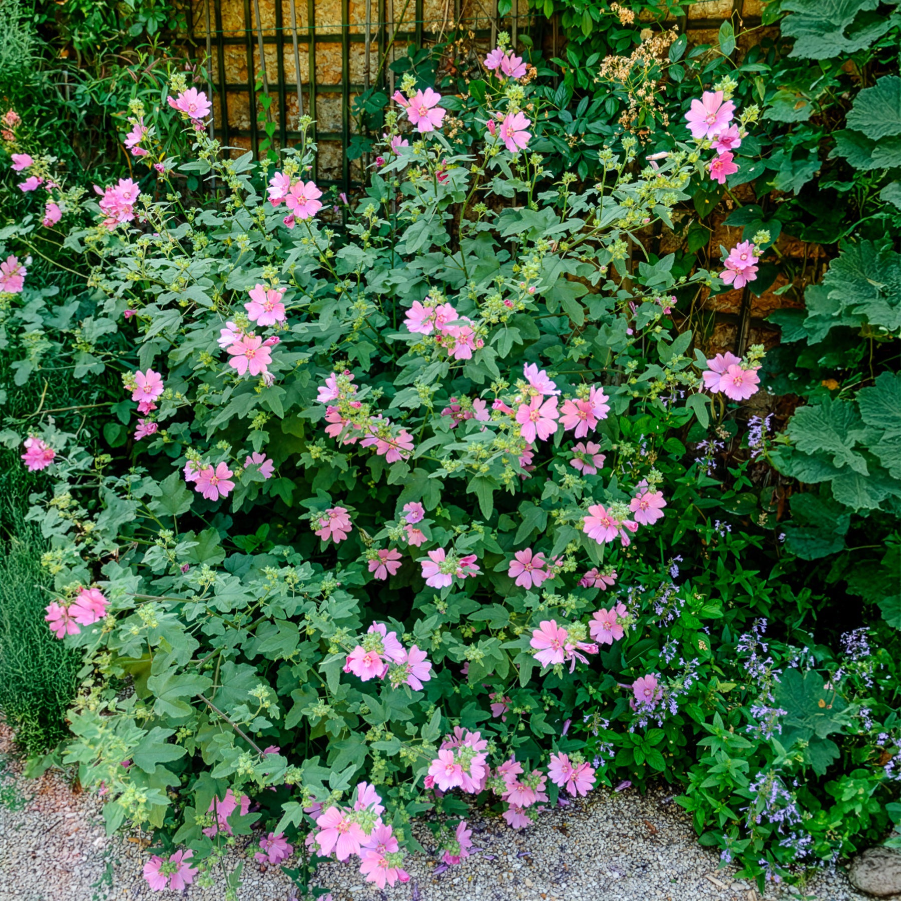 Bakker Lavatère arbuste rose 2 pots Ø 9 cm floraison longue