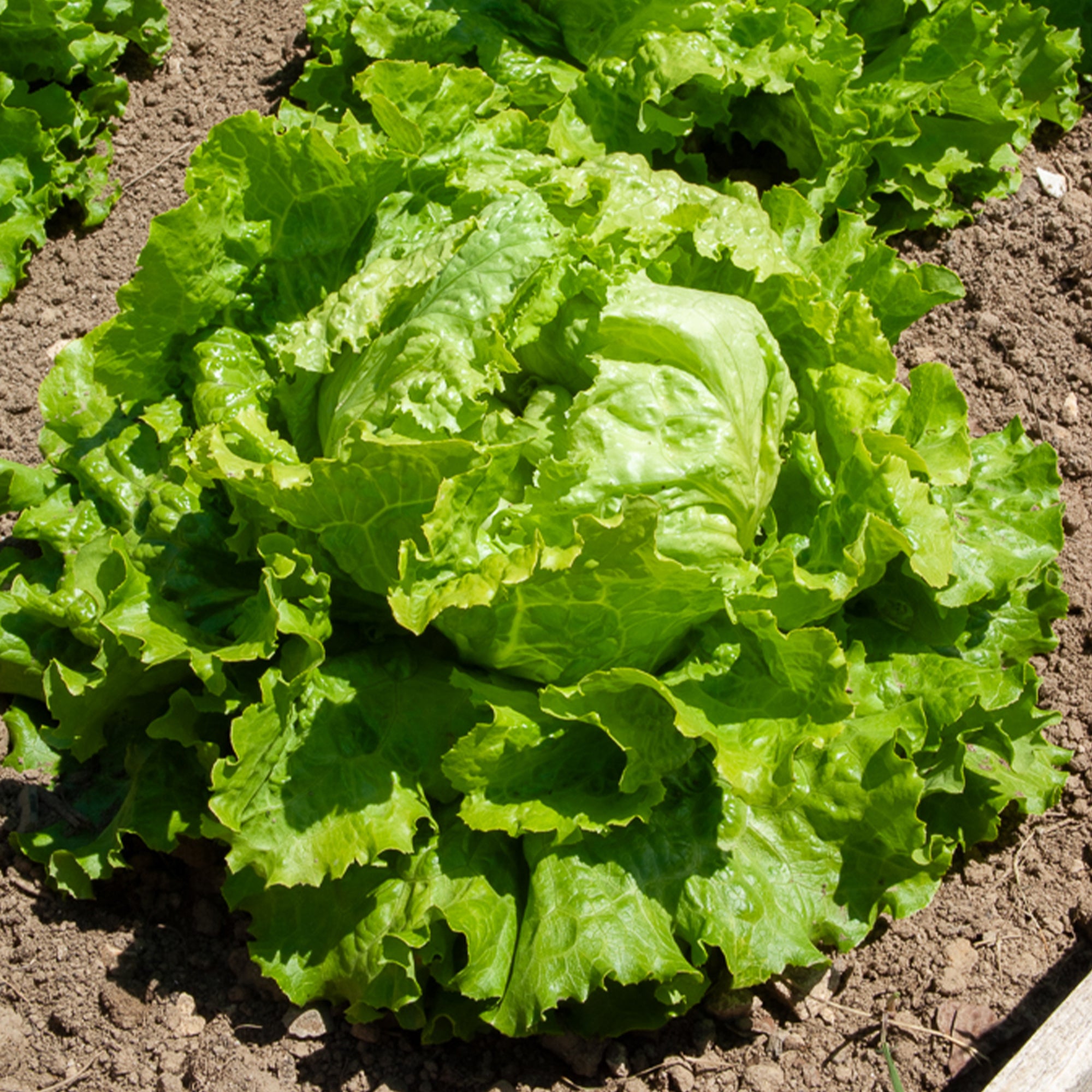 Bakker Laitue Batavia Dorée de printemps 20 g précoce