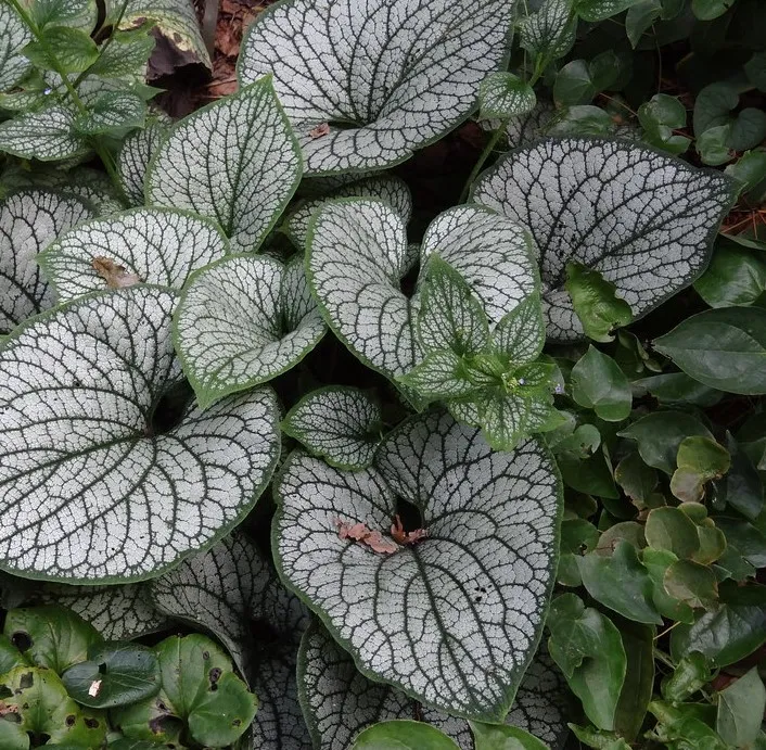 Passion Vivaces Brunnera macrophylla Alexander's Great vivace pot 1L géant